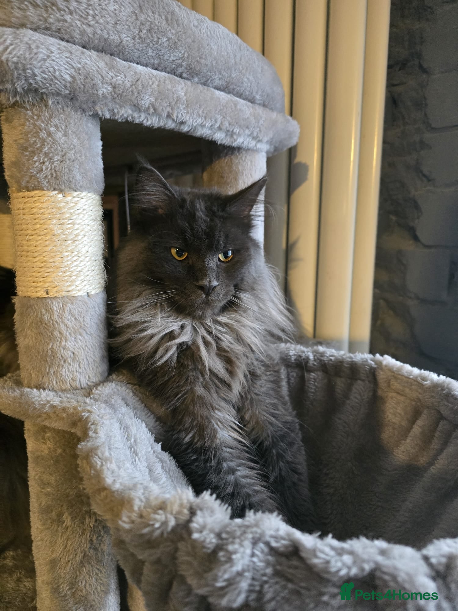 Maine Coon cats for sale: Maine coon Blue smoke kittens Sapphire Skies  - Advert 11
