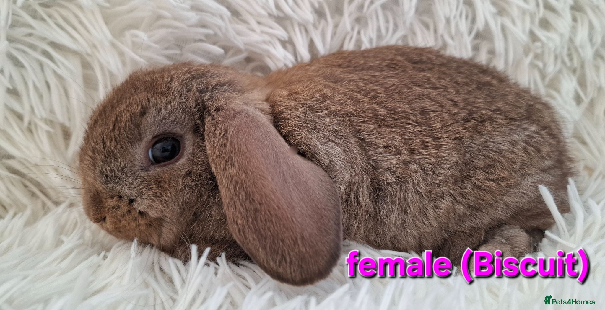 Mini Lop rabbits Baby Mini Lop Rabbits for sale - Advert 15