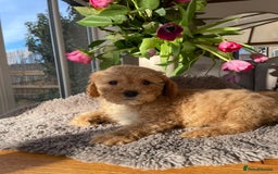 Mixed Breed dogs for sale: 🌟🌟Stunning Australian Cavapoo Puppies 🩷💙 m - Advert 5