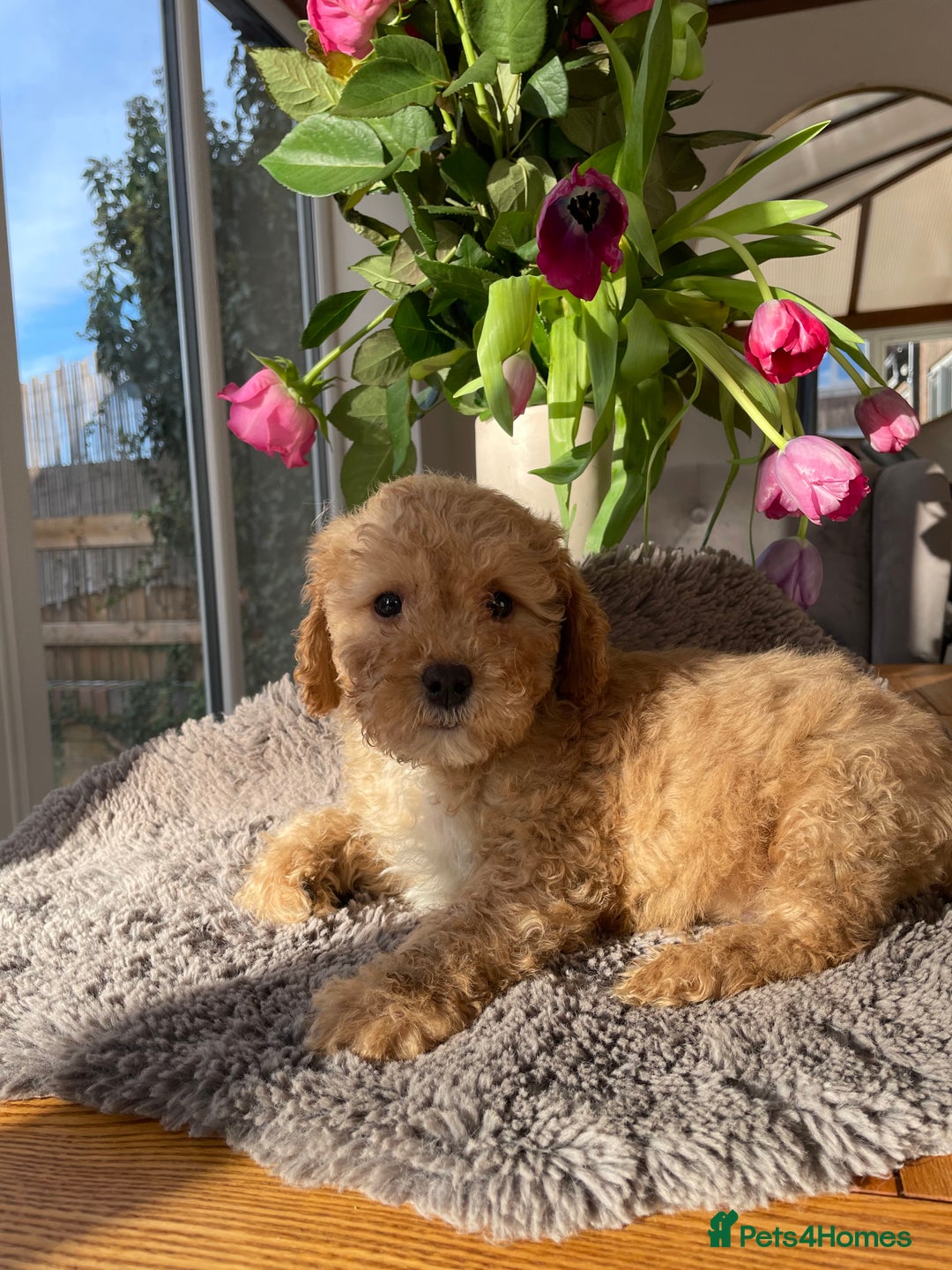 Mixed Breed dogs for sale: 🌟🌟Stunning Australian Cavapoo Puppies 🩷💙 m - Advert 5