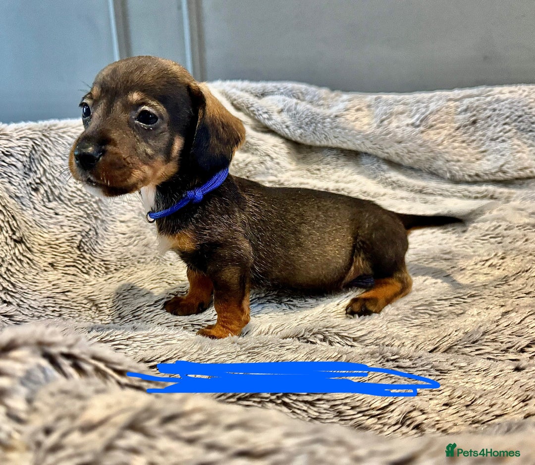Dachshund dogs for sale: wirehaired dachshunds (teckels) - Image 21