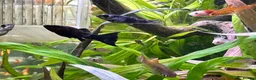 Platies fish for sale: Tropical Fish–Platty, Blue Cichlids, Swordtails - Advert 7