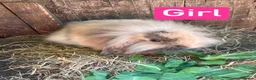 Mini Lion Lop rabbits for sale: Mini Lion Lop Babies & Mom  - Advert 3