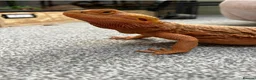 Mixed Breed reptiles for sale: Mixed reptiles for new homes  - Advert 6