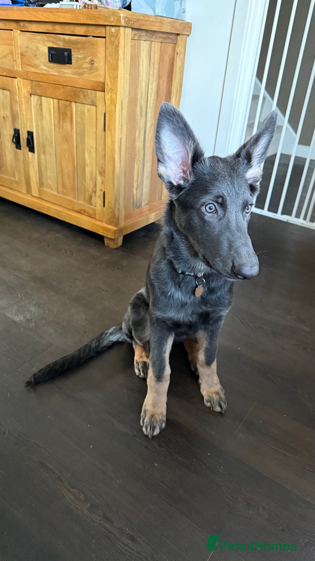 German Shepherd dogs for sale: Beautiful unusual colour (blue) female GSD - Advert 1