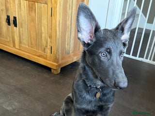 German Shepherd dogs Beautiful unusual colour (blue) female GSD - Advert 1