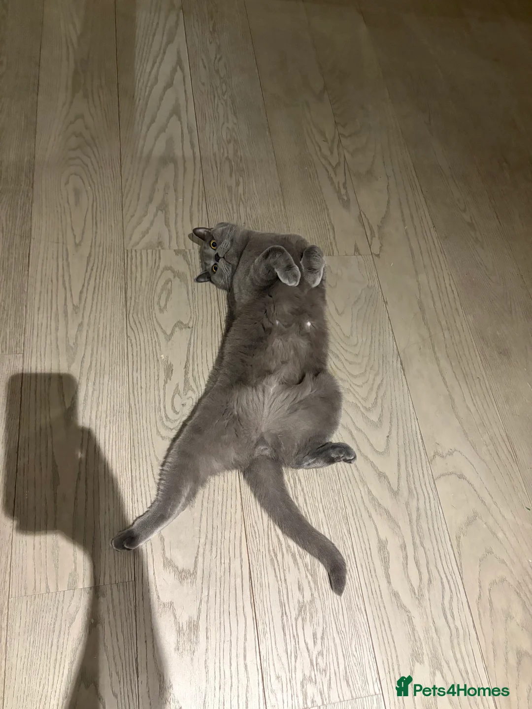 British Shorthair cats for sale: British Shorthair Male - Advert 3