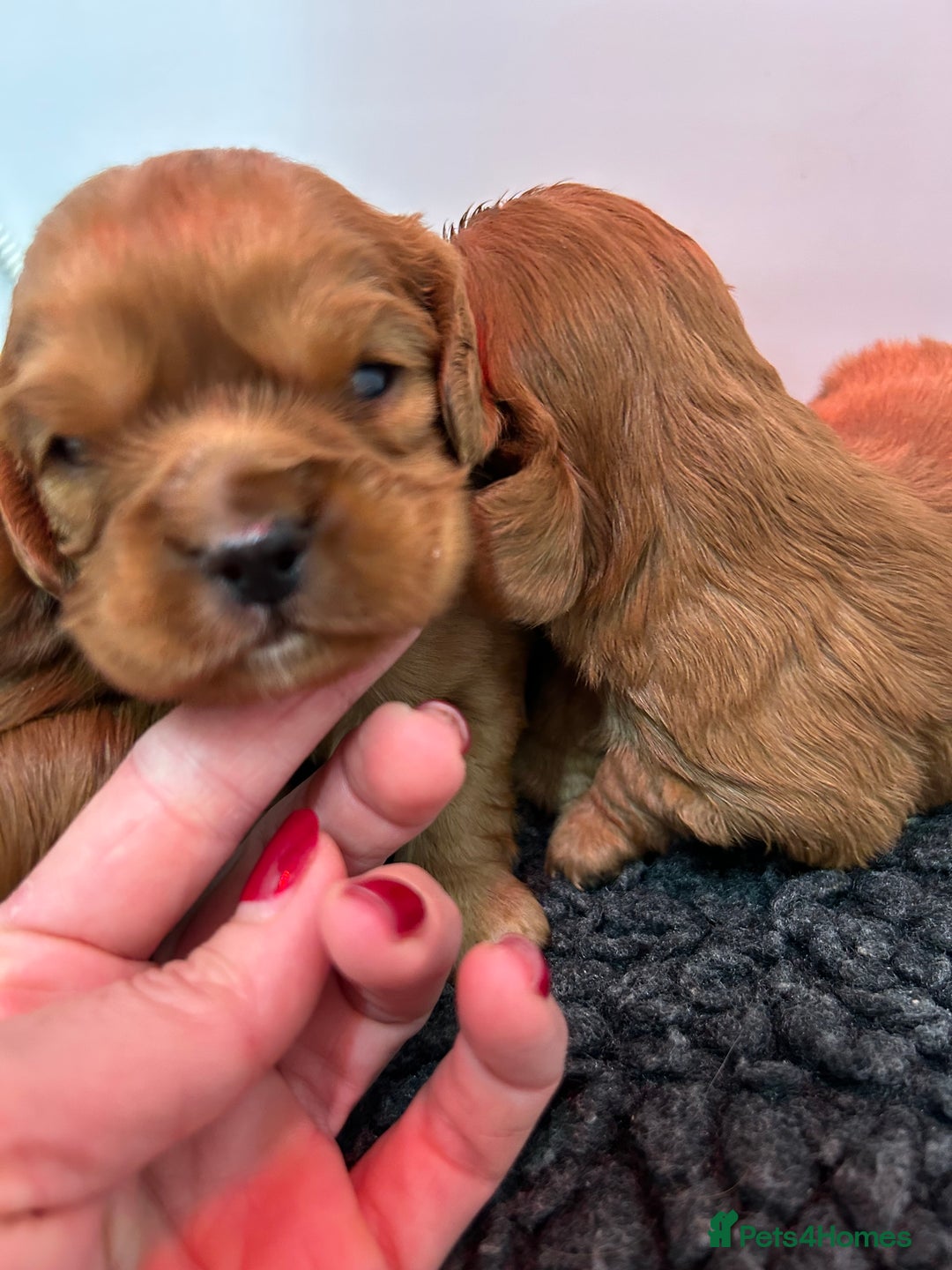 Cavalier King Charles Spaniel dogs for sale: Ruby cavalier King Charles 5*breeder - Advert 1