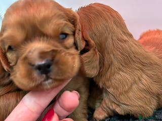 Cavalier King Charles Spaniel dogs Ruby cavalier King Charles 5*breeder - Advert 5