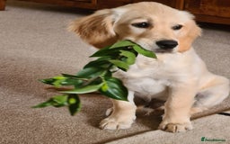 Golden Retriever dogs for stud: Duke, Proven KC registered  for stud. in Faringdon - Image 2