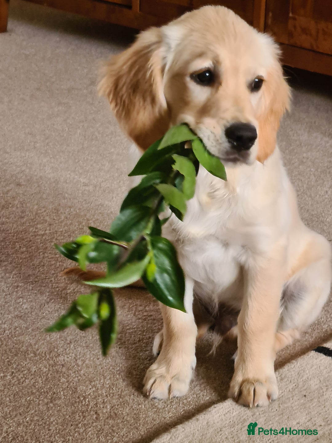 Golden Retriever dogs for stud: Duke, Proven KC registered  for stud. in Faringdon - Image 2