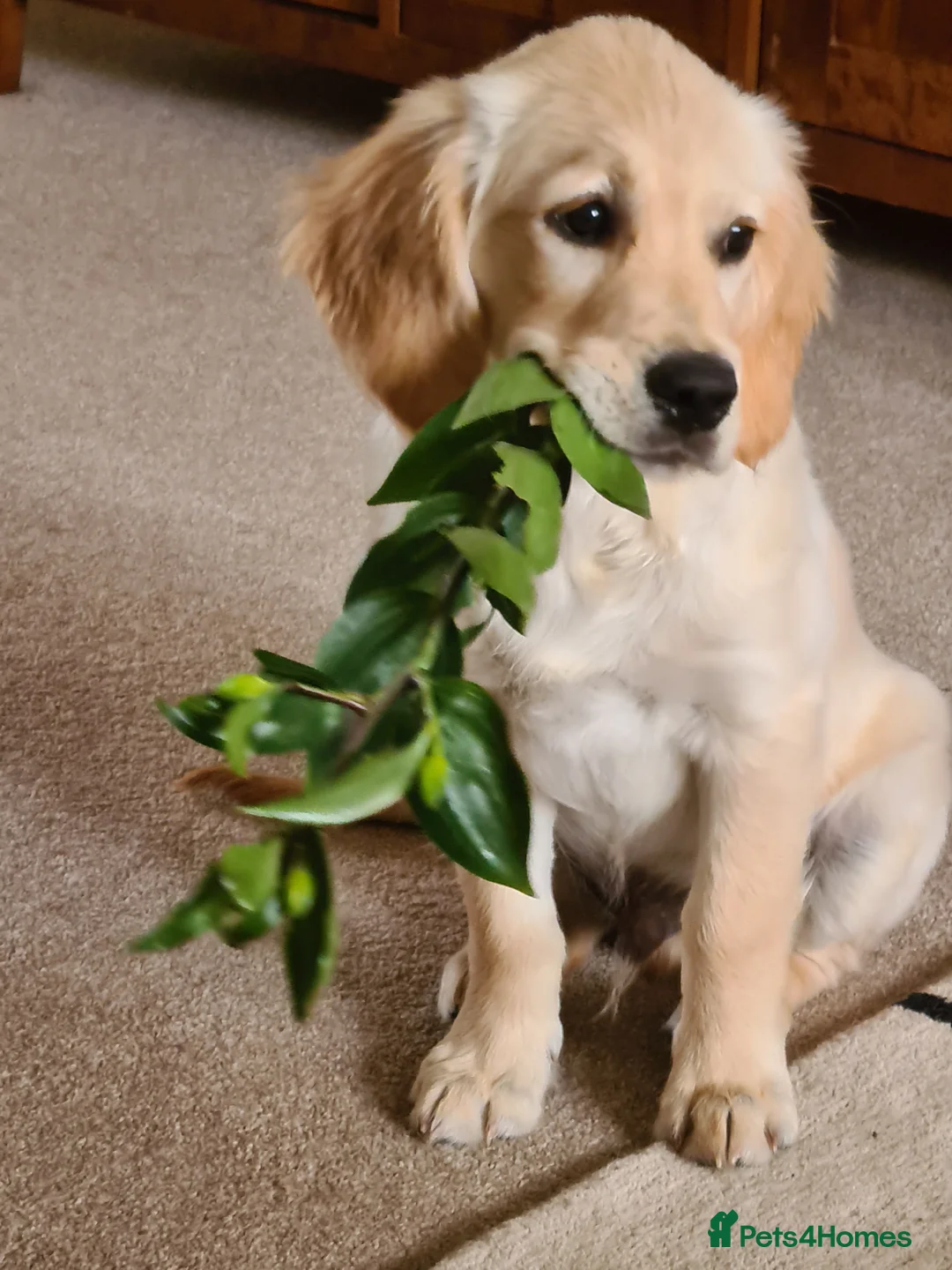 Golden Retriever dogs for stud: Duke, Proven KC registered  for stud. in Faringdon - Advert 2