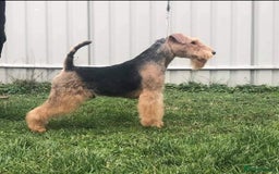Welsh Terrier dogs for sale: Beautiful Champion Lines KC Welsh Terrier Puppies - Image 26