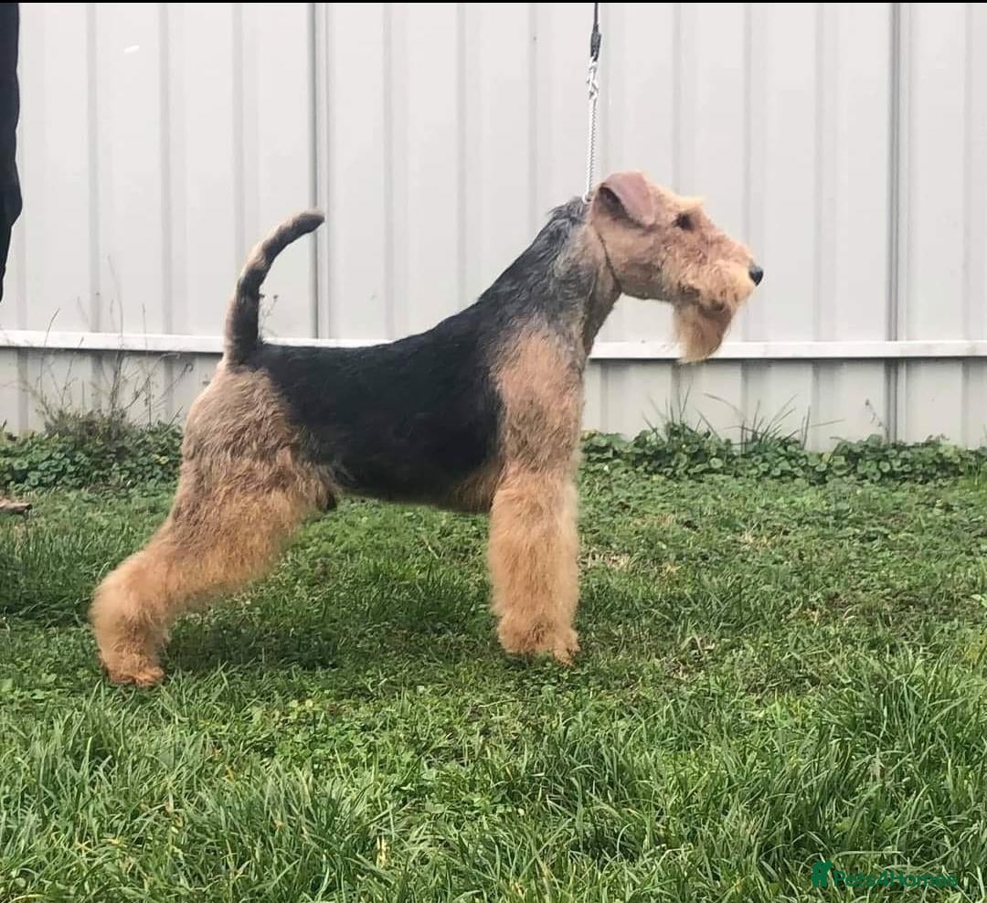 Welsh Terrier dogs for sale: Beautiful Champion Lines KC Welsh Terrier Puppies - Image 26