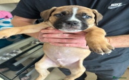 Mixed Breed dogs for sale: Cane corso x Staffordshire bull terrier  - Image 10