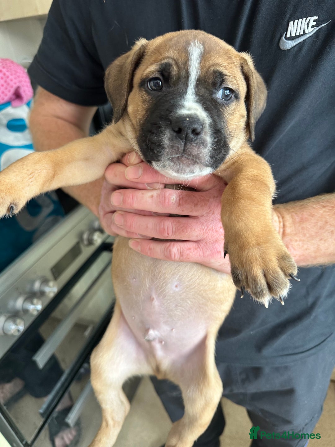 Mixed Breed dogs for sale: Cane corso x Staffordshire bull terrier  - Image 10