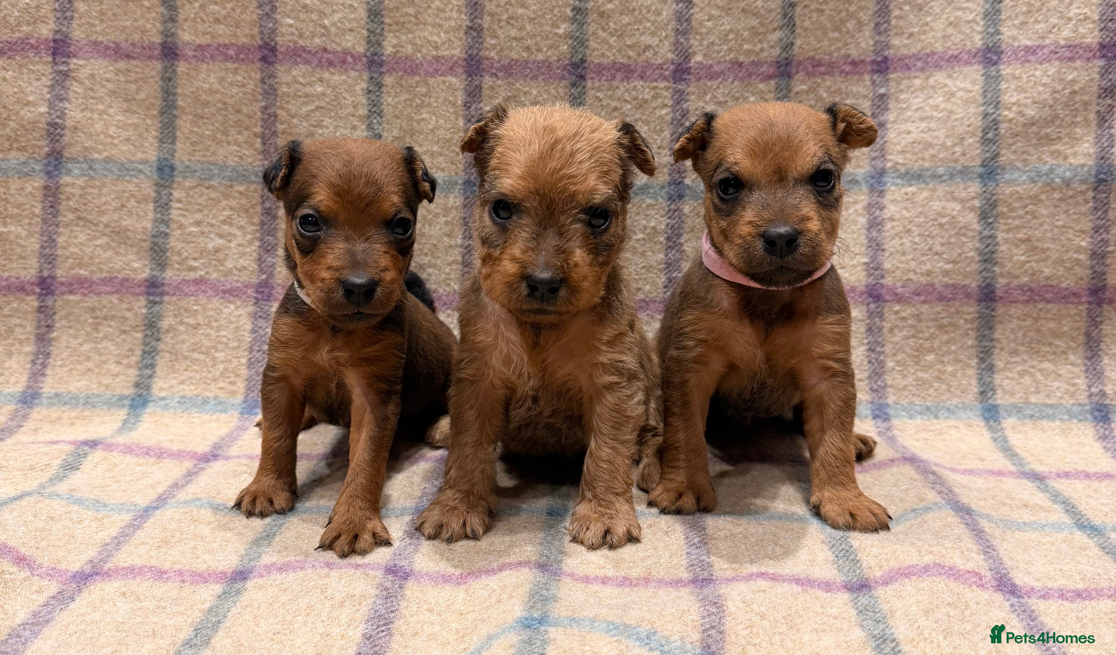 Lakeland Terrier dogs 6 Red/Red Grizzle Working Lakeland Terriers - Advert 2