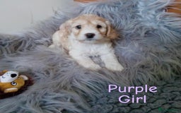 Cockapoo dogs for sale: ⭐️VERY RARE TOY Cockapoo Puppies⭐️🐶 - Image 7