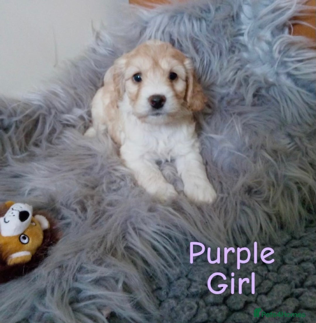 Cockapoo dogs for sale: ⭐️VERY RARE TOY Cockapoo Puppies⭐️🐶 - Image 7