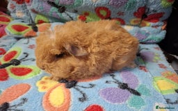 Guinea Pig rodents for sale: Baby Longhaired Brothers/Teddies Available RTR - Image 14