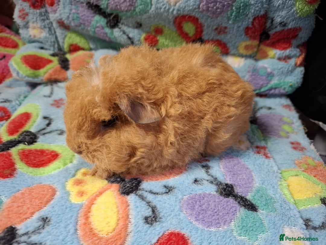 Guinea Pig rodents for sale: Baby Longhaired Brothers/Teddies Available RTR - Image 14