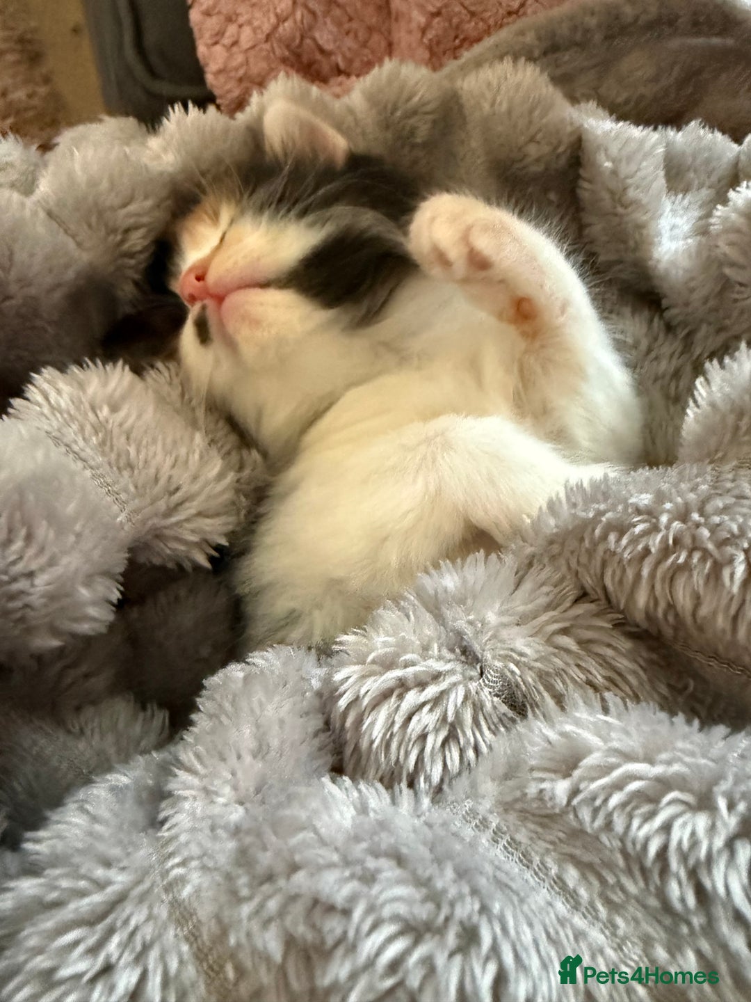 Ragdoll cats for sale: Stunning Ragdolls kittens available  - Advert 5