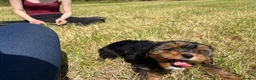 Mixed Breed dogs for sale: Cavalier x Biewer terrier  - Advert 3