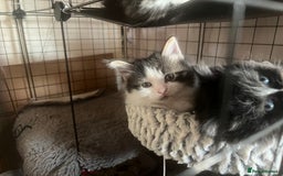Mixed Breed cats for sale: 9 gorgeous kittens - Image 15