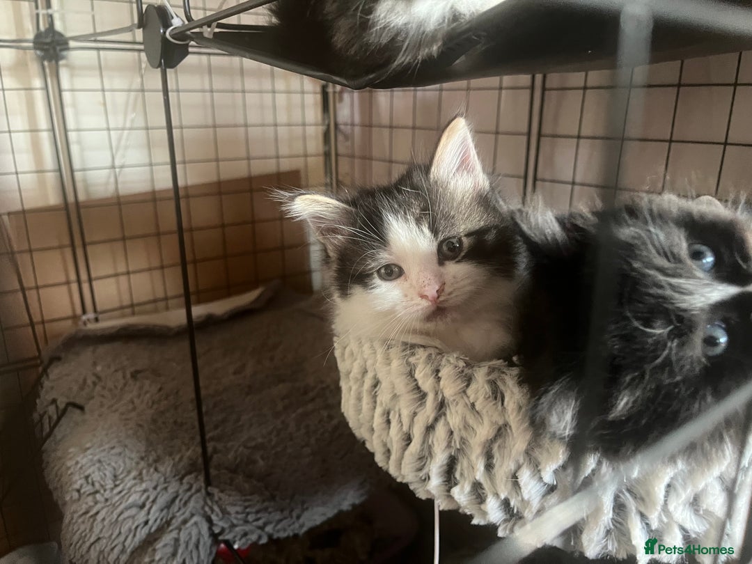 Mixed Breed cats for sale: 9 gorgeous kittens - Image 15