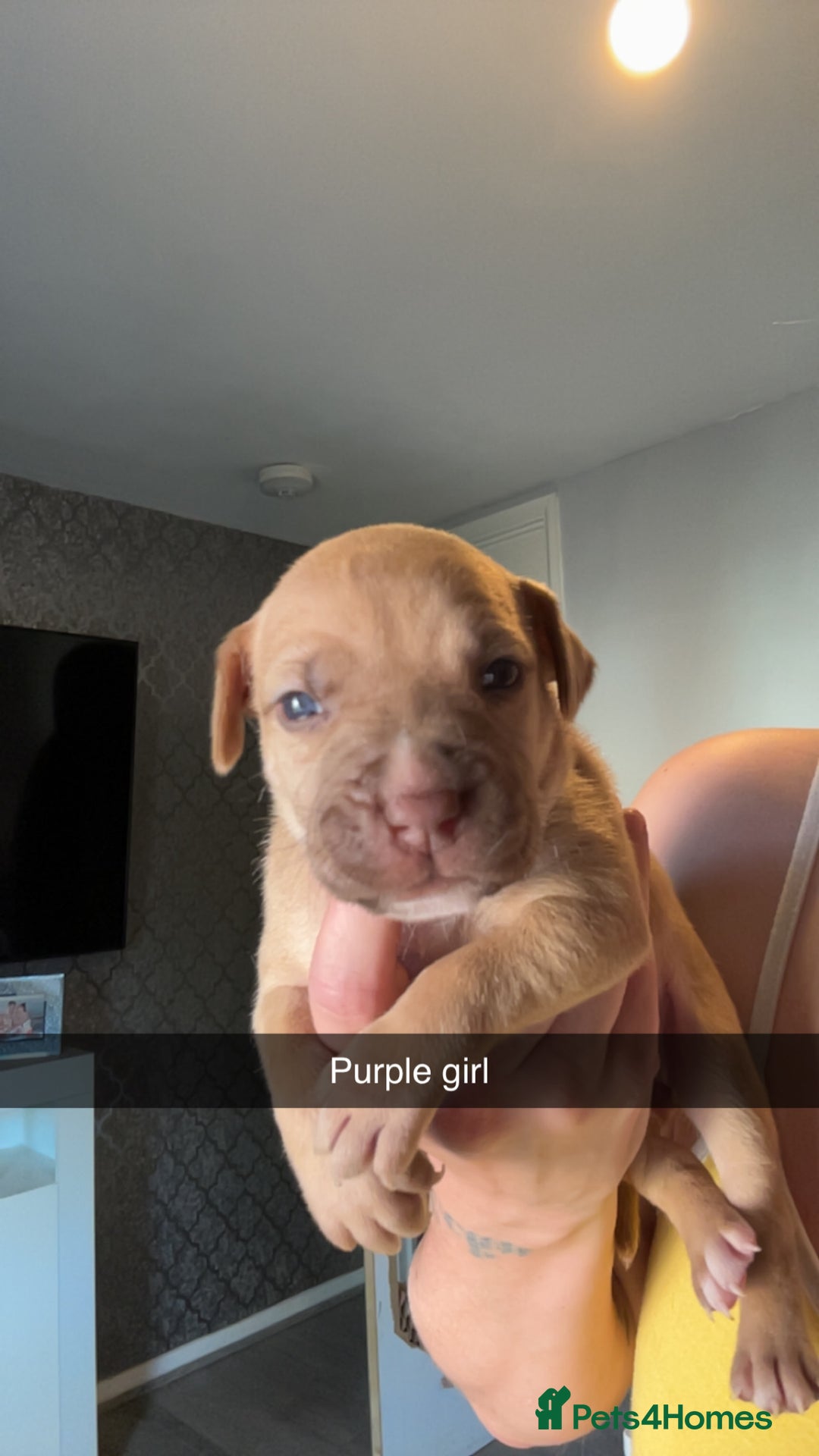 American Bully dogs for sale: American bully puppies - Image 5
