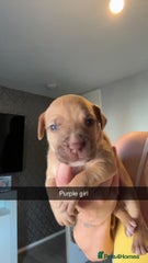 American Bully Puppy 8
