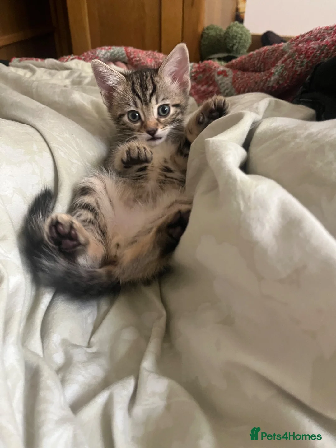 Mixed Breed cats for sale: 2 little Tabby, 1 little black kitten - Advert 1
