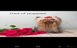 Yorkshire Terrier dogs for sale: 1 Male , Miniature Yorkshire  in Manchester - Image 23