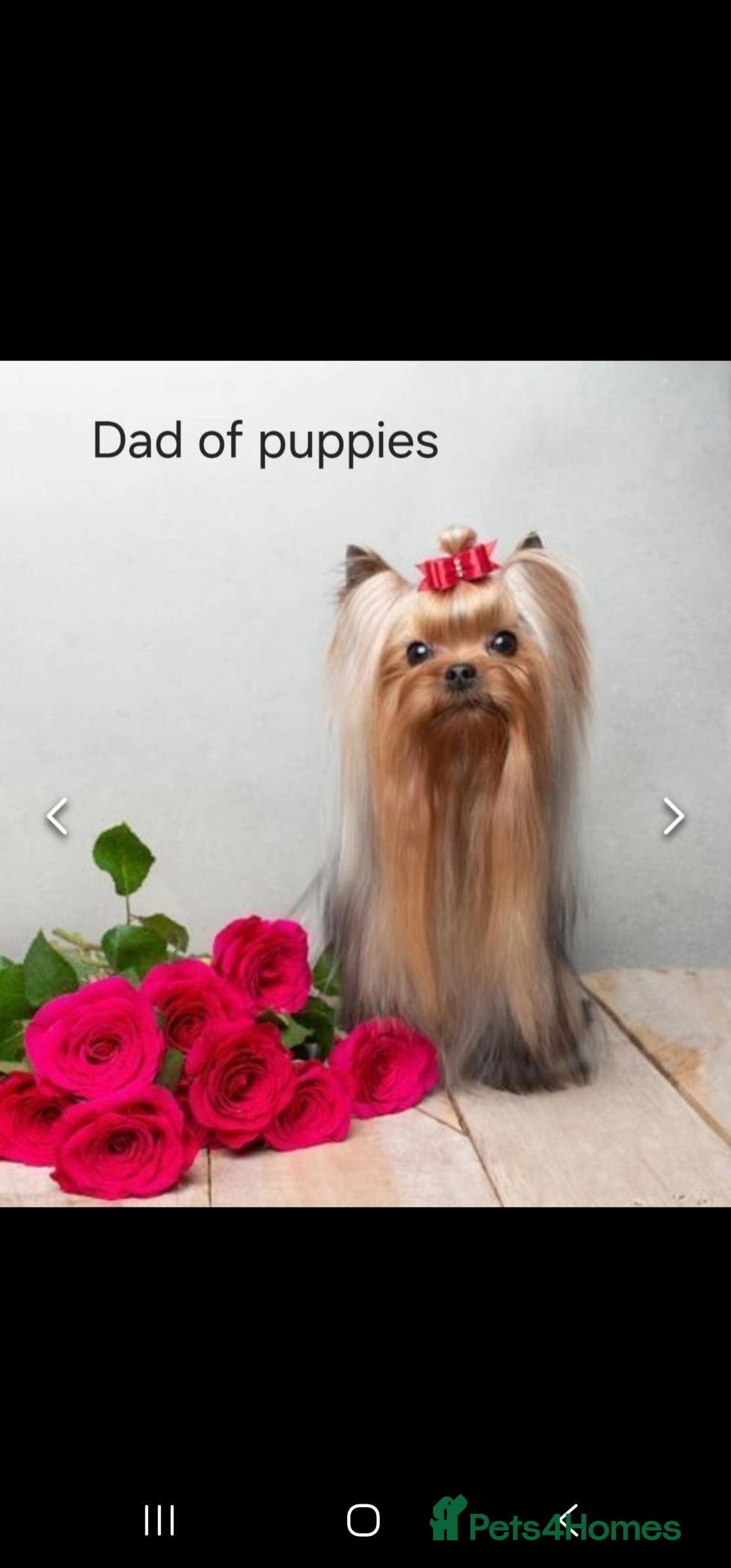 Yorkshire Terrier dogs for sale: 1 Male , Miniature Yorkshire  in Manchester - Image 23