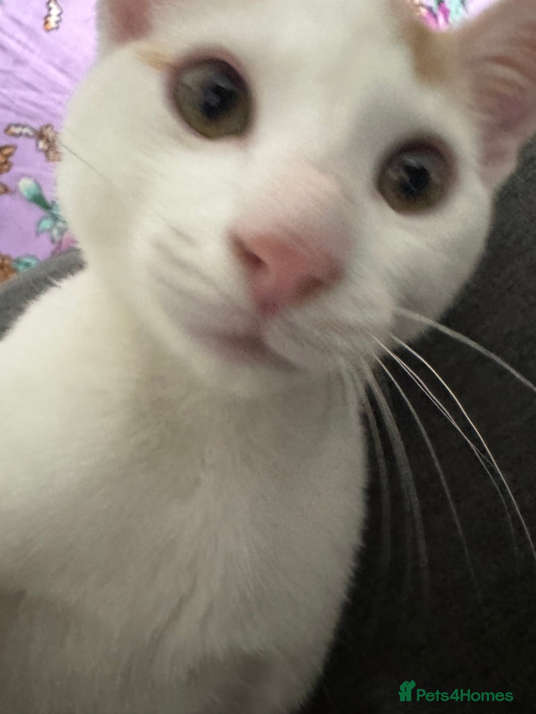 Turkish Van cats for sale: Turkish van cat  - Advert 6