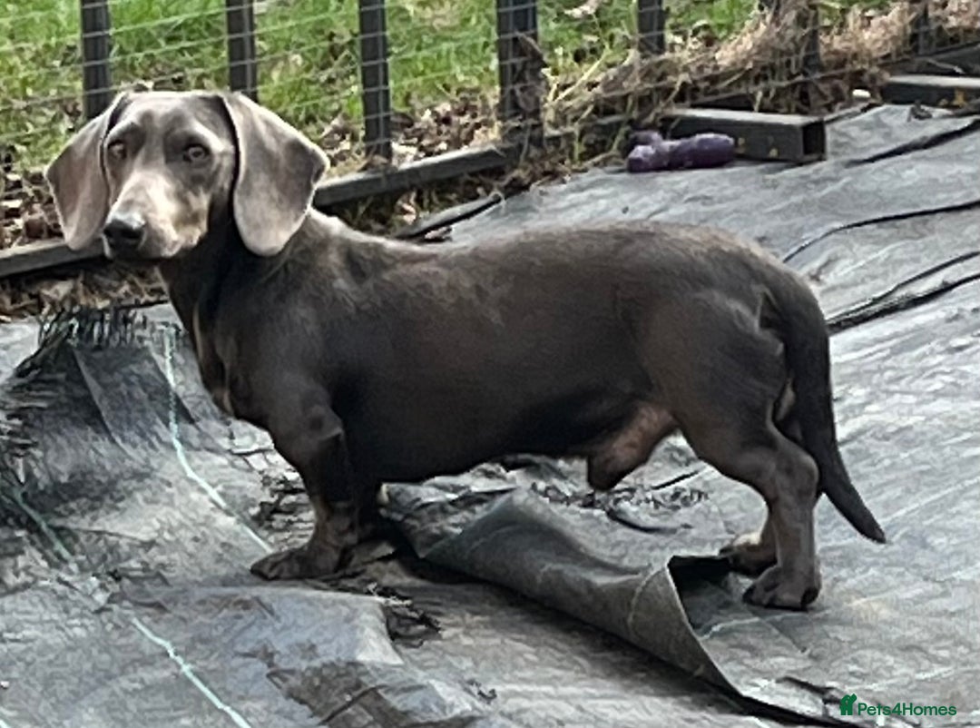 Miniature Dachshund dogs for stud: KC REG BLUE STUD EXTENSIVELY HEALTH TESTED  in Kidderminster - Image 5
