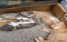 British Longhair cats for sale: Krastina - Image 1