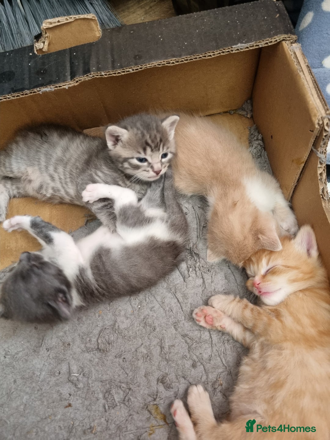 British Longhair cats for sale: Krastina - Image 1