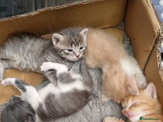 British Longhair cats - Advert 27