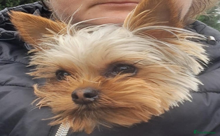 Yorkshire Terrier dogs - Advert 1