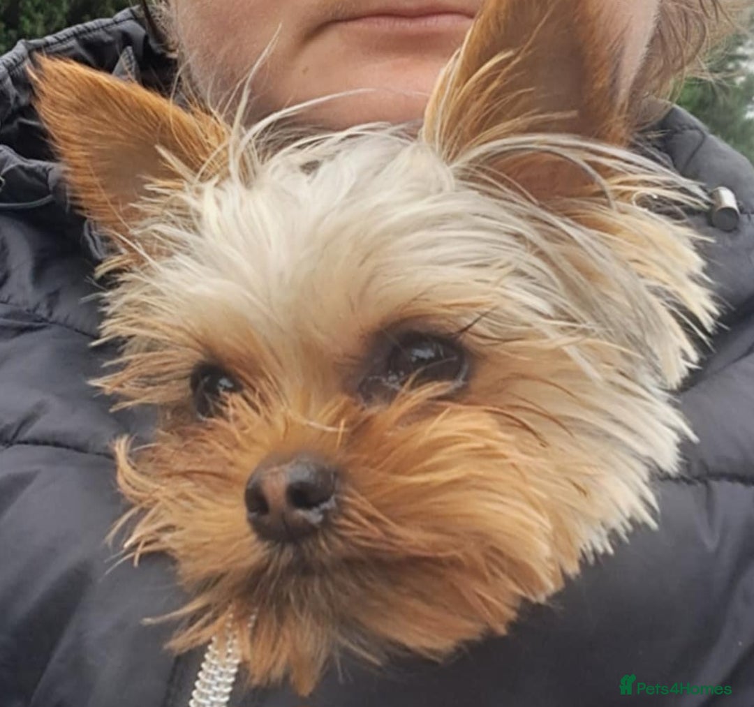 Yorkshire Terrier dogs for sale: Beautiful Tiny Yorkshire Terrier Puppy - Image 1