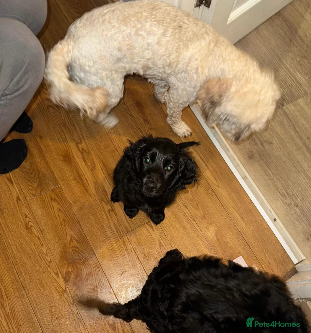Cockapoo dogs for adoption: 💔 Rehoming our beautiful Bella 💔 - Advert 9