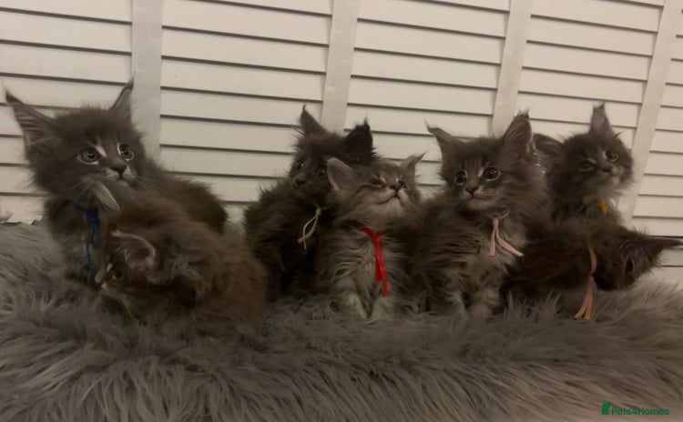 Maine Coon cats GCCF-Registered Maine Coon Kittens - Advert 12