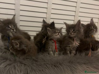Maine Coon cats GCCF-Registered Maine Coon Kittens - Advert 13