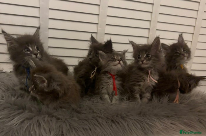 Maine Coon cats GCCF-Registered Maine Coon Kittens - Advert 1