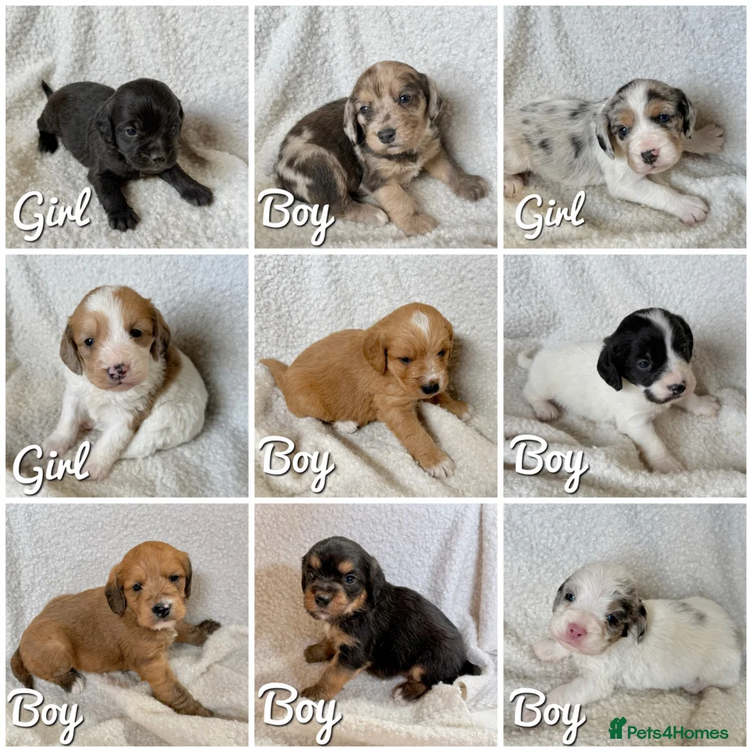 Mixed Breed dogs for sale: ⭐️⭐️Poogle Puppies (Beagle x Miniature Poodle)⭐️⭐️ - Advert 1