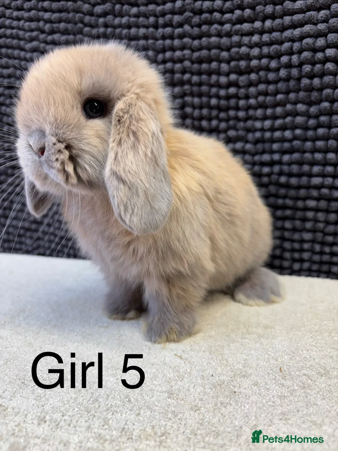 Dwarf Lop rabbits for sale: *VACCINATED* Super friendly dwarf lops  - Advert 1
