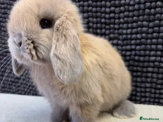 Dwarf Lop rabbits *VACCINATED* Super friendly dwarf lops - Advert 2