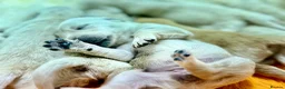 Golden Retriever dogs for sale: Beautiful Soft Gentle Golden Retrievers  in Sleaford - Advert 3