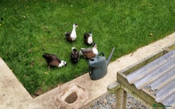 Ducks poultry for sale: Ducks, 4 drakes left - Image 14